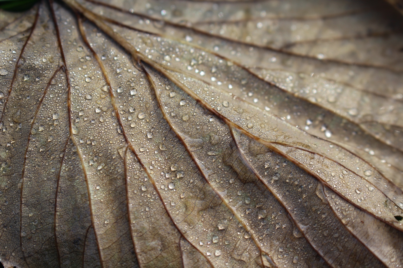 And this was my last photograph to represent reflection. Where it had been quite rainy,
the leaves had collected water and water droplets and the reflection of the light on the
droplets was really interesting.