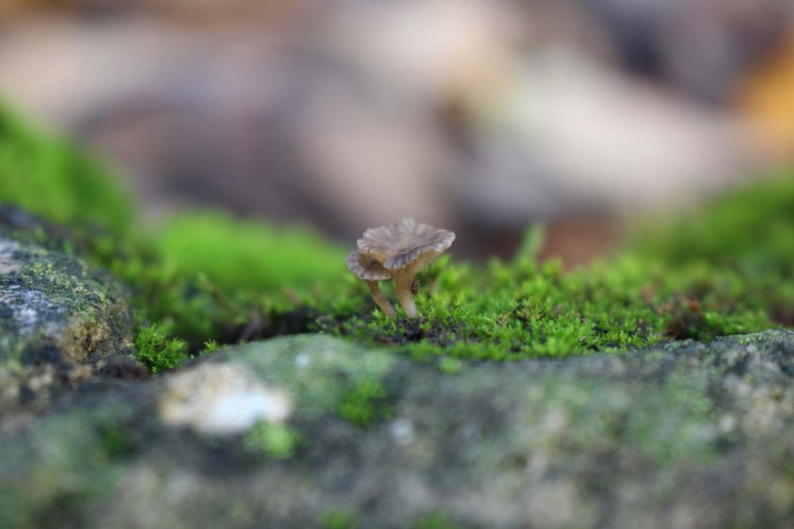 This was my photograph to represent alien. In this pile of moss, this tiny, interestingly
shaped mushroom was growing.